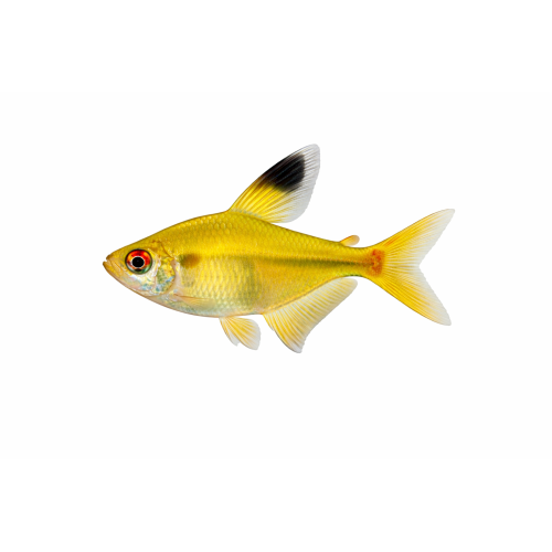 Citron Tetra - Hyphessobrycon pulchripinnis