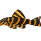 Clown Plecostomus - Panaqolus maccus