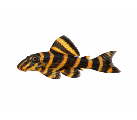 Clown Plecostomus - Panaqolus maccus