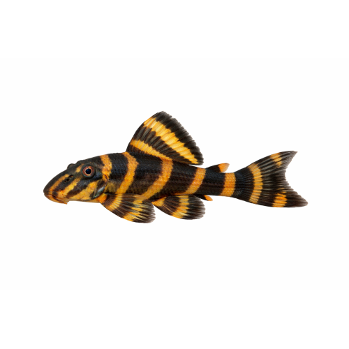 Clown Plecostomus - Panaqolus maccus