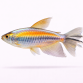 Congo Tetra - Phenacogrammus interruptus