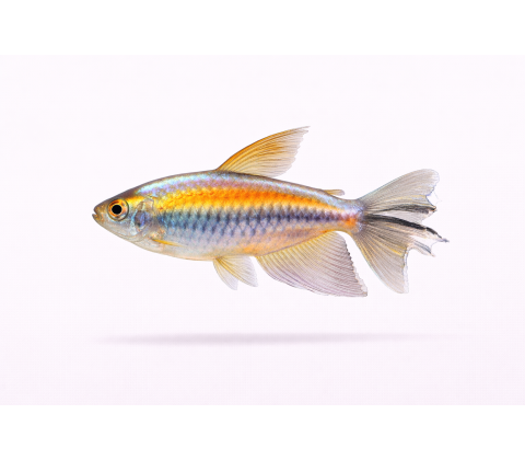 Congo Tetra - Phenacogrammus interruptus