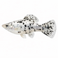 Dalmatiner Molly - Poecilia latipinna