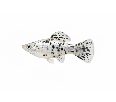 Dalmatiner Molly - Poecilia velifera