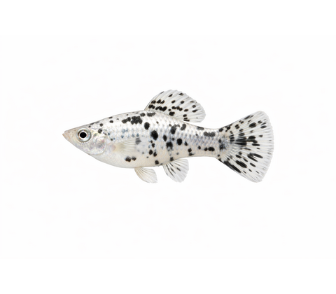 Dalmatiner Molly - Poecilia latipinna