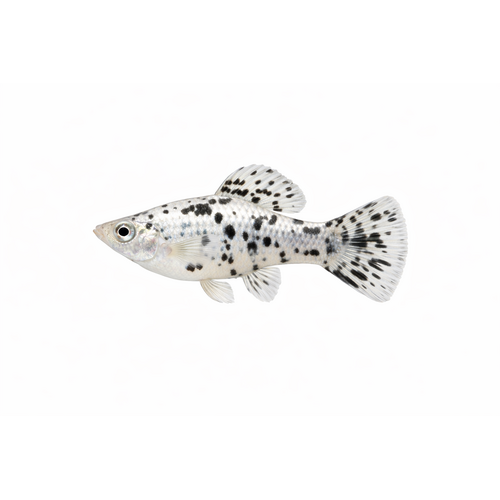 Dalmatiner Molly - Poecilia latipinna
