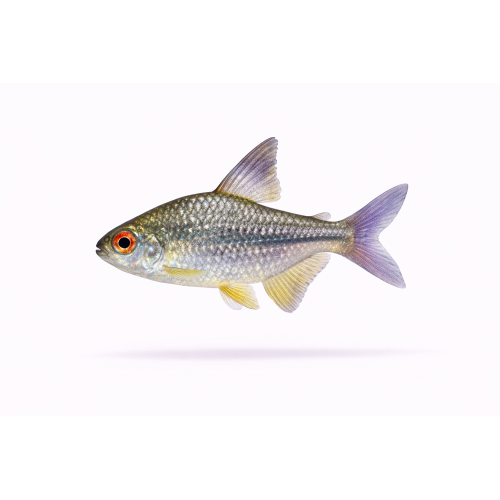 Diamant Tetra - Moenkhausia pittieri
