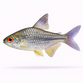 Diamant Tetra - Moenkhausia pittieri