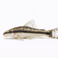 Dværgsugemalle - Otocinclus affinis