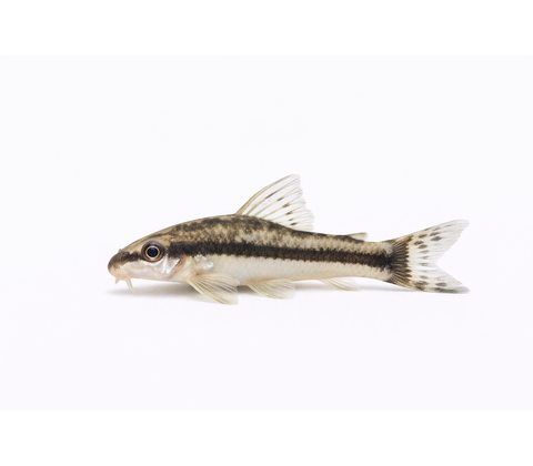 Dværgsugemalle - Otocinclus affinis