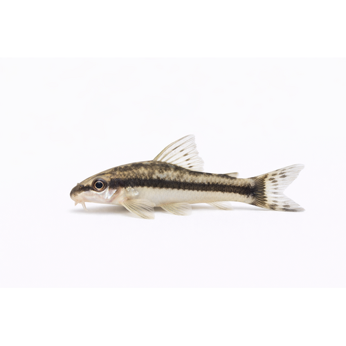 Dværgsugemalle - Otocinclus affinis