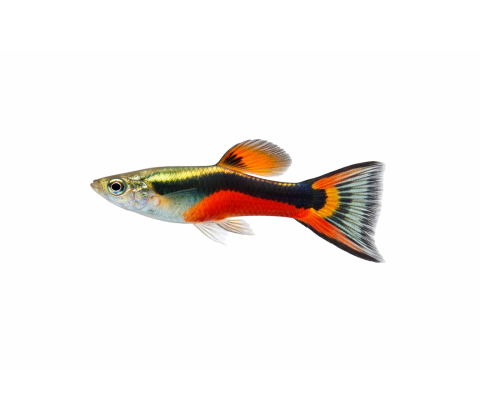 Endler Guppy sant Maria Bleeding - Poecilia wingei “Santa Maria – Bleeding”