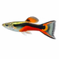 Endler Guppy - Poecilia wingei