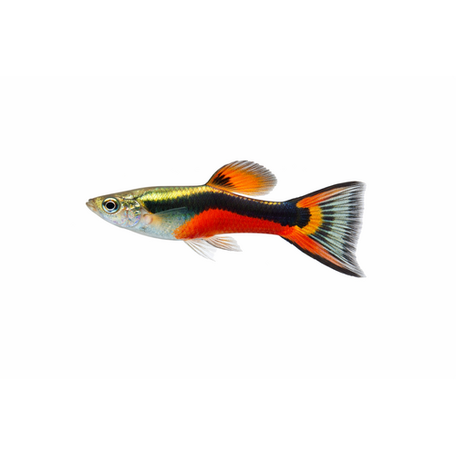 Endler Guppy - Poecilia wingei