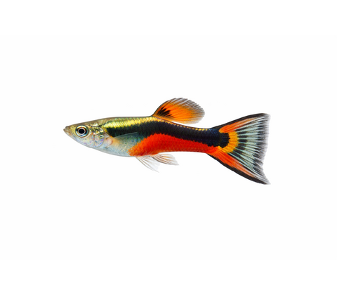 Endler Guppy - Poecilia wingei