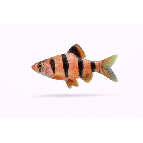 Fembånds Barbe - Desmopuntius pentazona / Puntius pentazona)