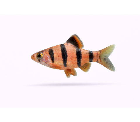 Fembånds Barbe - Desmopuntius pentazona / Puntius pentazona)