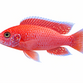 Firefish - Aulonocara sp. "Firefish"