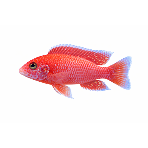 Firefish - Aulonocara firefish