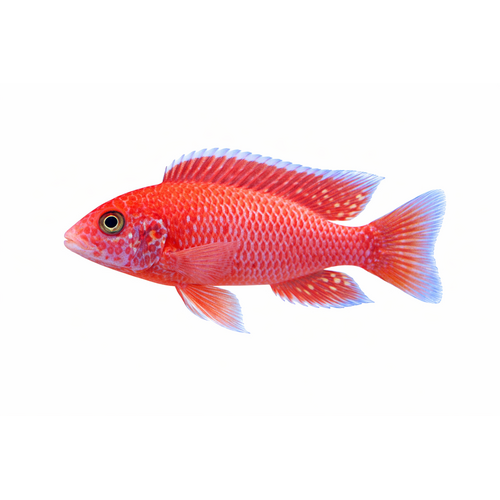 Firefish - Aulonocara sp. "Firefish"
