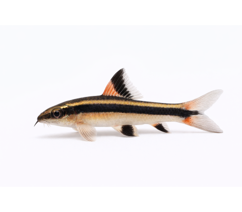 Flyvende Ræv - Epalzeorhynchos kalopterus