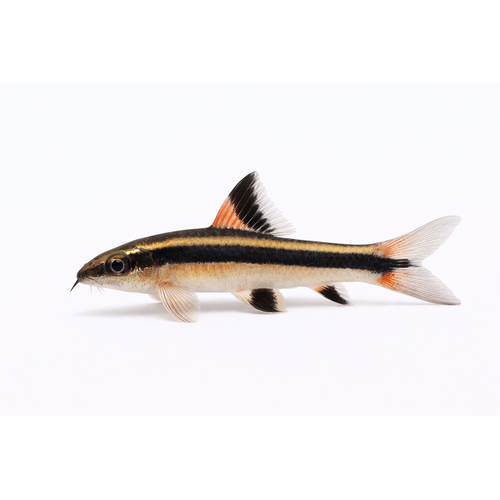 Flyvende ræv - Epalzeorhynchos kalopterus