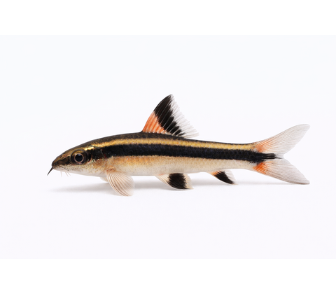 Flyvende ræv - Epalzeorhynchos kalopterus