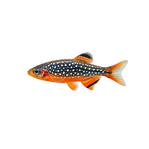 Galaxy Rasbora - Danio margaritatus