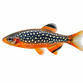 Galaxy Rasbora - Danio margaritatus