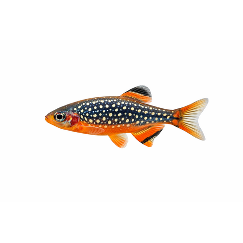 Galaxy Rasbora - Danio margaritatus