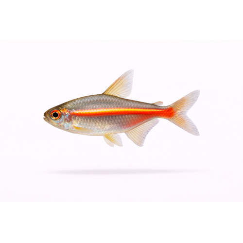 Glødelys Tetra - Hemigrammus erythrozonus