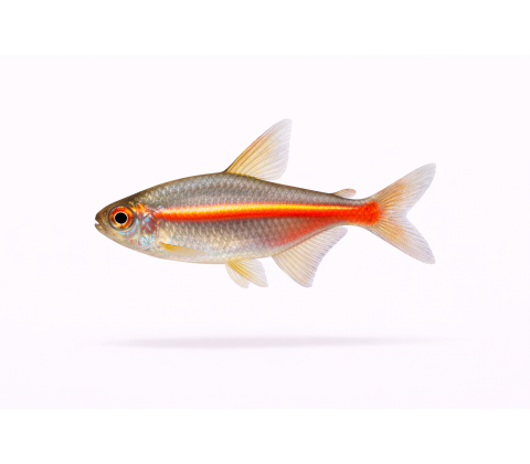 Glødelys Tetra - Hemigrammus erythrozonus