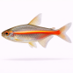 Glødelys Tetra - Hemigrammus erythrozonus