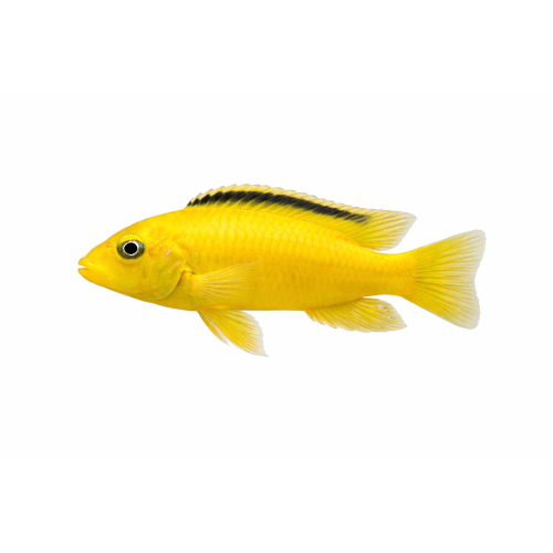 Golden Sp. - Labidochromis caeruleus