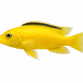 Golden Sp. - Labidochromis caeruleus