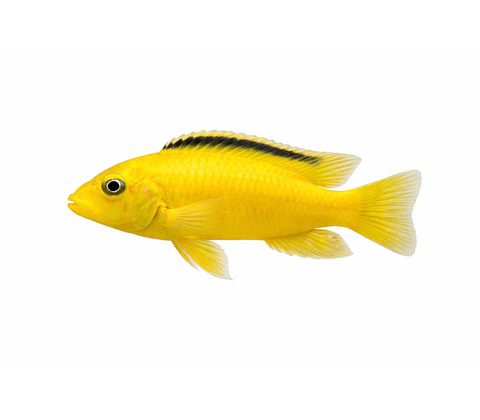 Golden Sp. - Labidochromis caeruleus