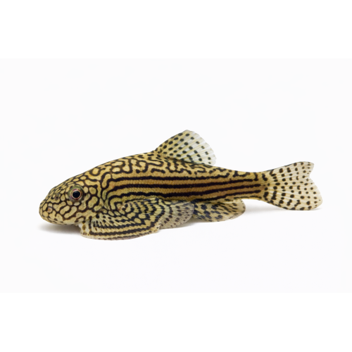 Grøn Finnesuger - Sewellia lineolata