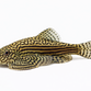 Ottetalsmalle / Violinsmerling - Sewellia lineolata / Gastromyzon ctenocephalus / Pseudogastromyzon cheni