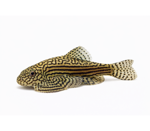 Ottetalsmalle / Violinsmerling - Sewellia lineolata / Gastromyzon ctenocephalus / Pseudogastromyzon cheni