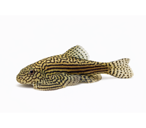 Grøn Finnesuger - Sewellia lineolata