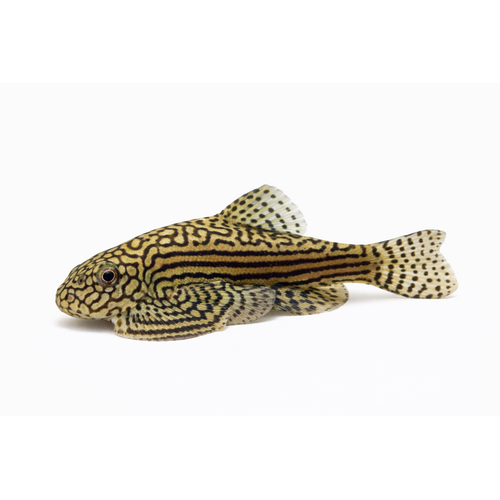 Ottetalsmalle / Violinsmerling - Sewellia lineolata / Gastromyzon ctenocephalus / Pseudogastromyzon cheni
