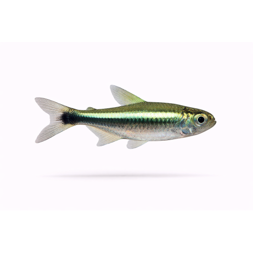 Grøn Neon Tetra - Paracheirodon simulans