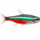 Grøn Neon Tetra - Paracheirodon simulans