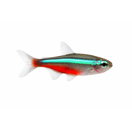 Grøn Neon Tetra - Paracheirodon simulans