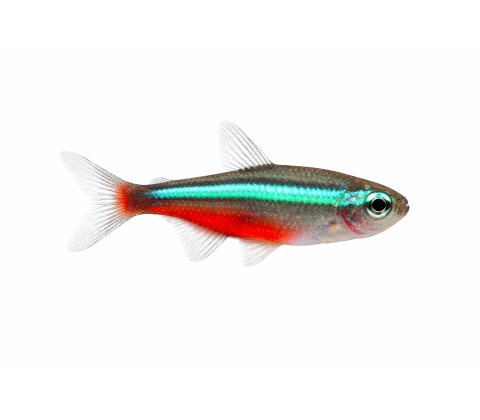 Grøn Neon Tetra - Paracheirodon simulans
