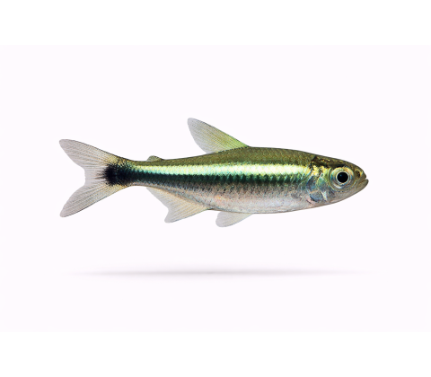 Grøn Neon Tetra - Paracheirodon simulans