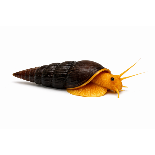 Gul Elefant Snegl - Tylomelania sp. “Yellow” (Gul variant)