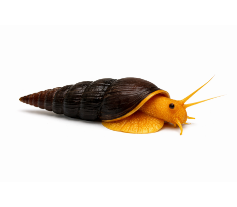 Gul Elefant Snegl - Tylomelania sp. “Yellow” (Gul variant)