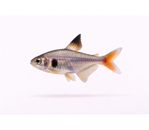 Gul Fantom Tetra - Megalamphodus roseus /Hyphessobrycon sweglesi