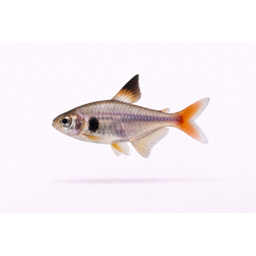Gul Fantom Tetra - Megalamphodus roseus /Hyphessobrycon sweglesi